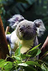 Zoo