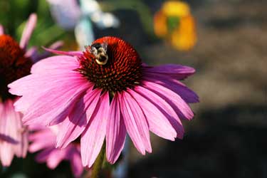Bee on flower